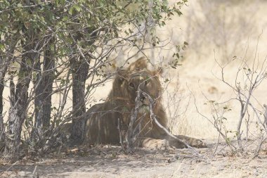 Güney Afrika 'daki Kruger Ulusal Parkı' nda aslan var.
