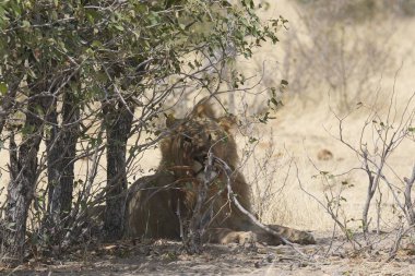 Kenya savanındaki aslan