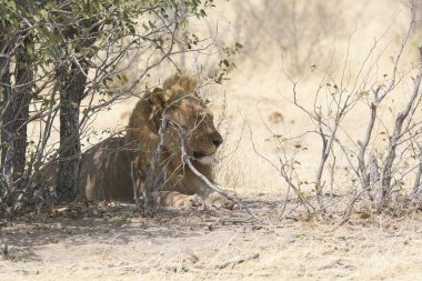 Zimbabwe savanındaki aslan.
