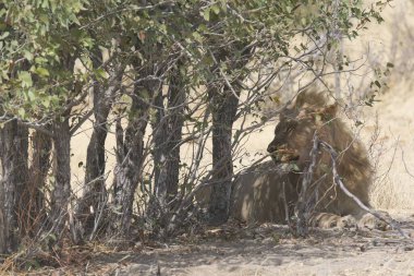 Güney Afrika 'daki Kruger Ulusal Parkı' nda aslanlar.
