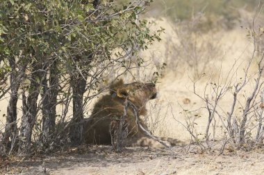 Afrika 'nın ulusal parkında aslan