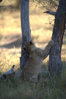 Vahşi doğada dişi aslan.