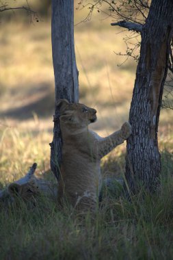 Vahşi doğada dişi aslan.