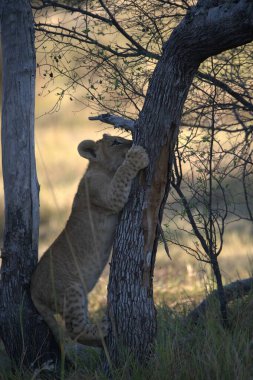 Aslan yavrusu ağaç gövdesinde