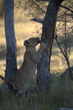 Vahşi doğadaki çita