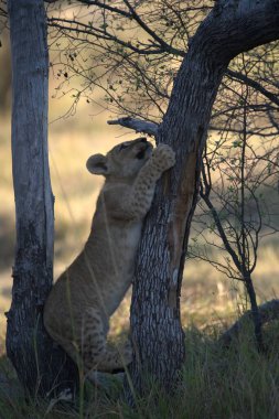 Savanada dişi bir dişi aslan.