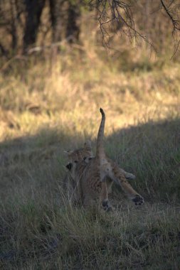 cheetah walking towards the camera