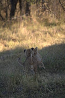 Aslan (panthera leo) vahşi ormanda