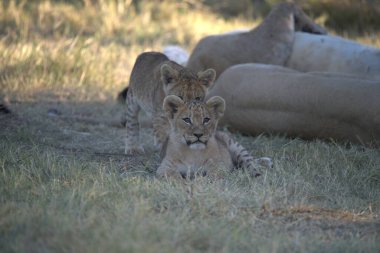 Kenya savanındaki aslan