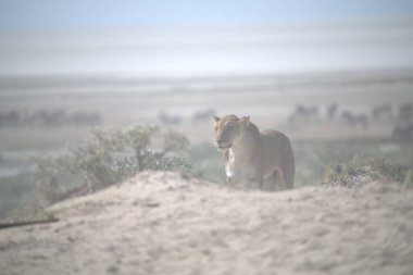 Kumda beyaz bir deve manzarası.