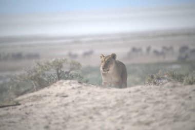 Namibya 'daki Etoşa Ulusal Parkı' nın ortasında çöldeki şirin bir aslanın yakın plan fotoğrafı.