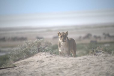 Vahşi hayvanlar, seçici odaklanma