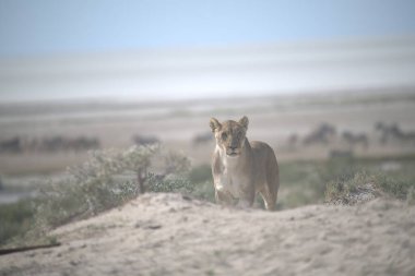 Afrika bozkırında vahşi bir Afrika köpeği.