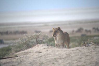 Namibya çölünde yürüyen bir aslan.