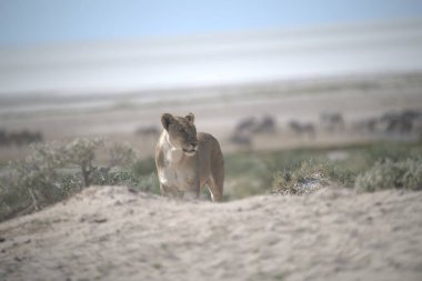 Namibya çölünde vahşi bir aslan.
