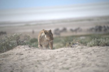 Amerika 'daki Utah çölünde vahşi atlar.