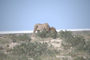 Çöldeki vahşi hayvanlar