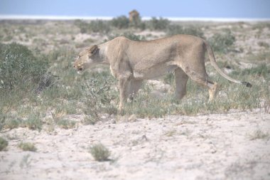 Namibya 'daki Etoşa' da vahşi bir aslan.