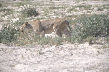 Namibya 'daki Etoşa Milli Parkı' nda aslan.