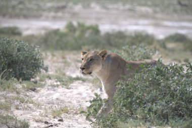 Kenya bozkırında güzel bir aslan