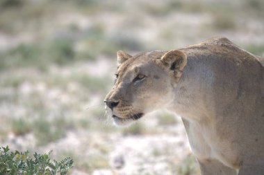 Çöldeki beyaz bir aslanın yakın çekimi.