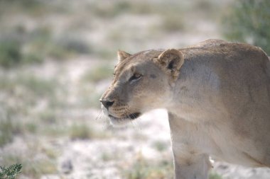 Kenya savanındaki aslan