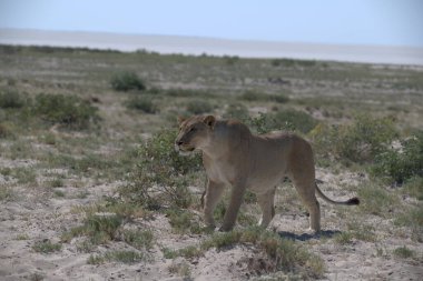 Dişi aslan bozkırda yürüyor.