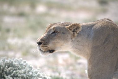 Güzel beyaz bir aslan.