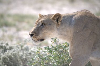 Kuzey İsrail 'deki parkta çimlerde yürüyen güzel bir dişi aslan.