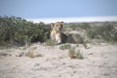 Çöldeki beyaz bir aslanın güzel bir görüntüsü.