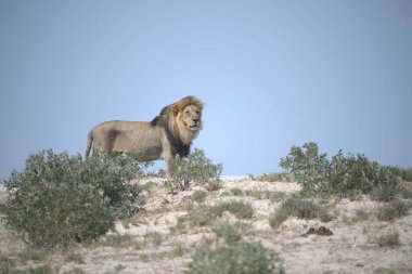 Çölde bir aslan