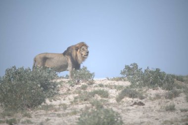 Savanadaki bir aslanın güzel bir resmi.