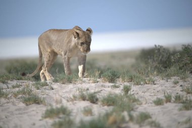 Bir dişi vahşi aslan çölde yürüyor.