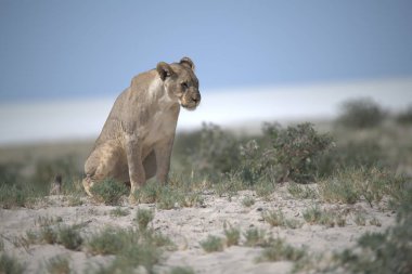 Kenya bozkırında güzel bir aslan