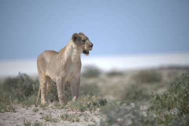 Namibya 'da çöldeki aslan