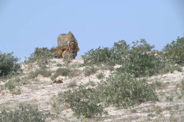 Etoşa, namibya, Afrika 'da kayalıklardaki aslanlar.