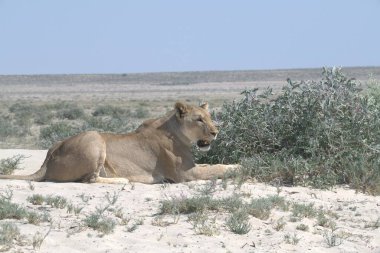 Çölde bir aslan