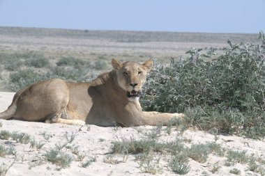 Namibya 'da Etoşa' da aslan