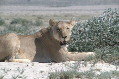 Namibya bozkırında bir aslan