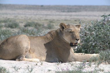 Namibya 'daki savanada güzel vahşi aslanlar