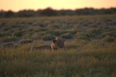 Afrika 'da çöldeki aslan gün batımında