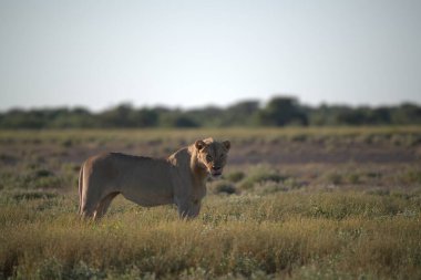 Etoşa Milli Parkı, Namibya, Afrika 'da aslan (panthera leo)