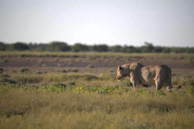 Kenya savanındaki aslan