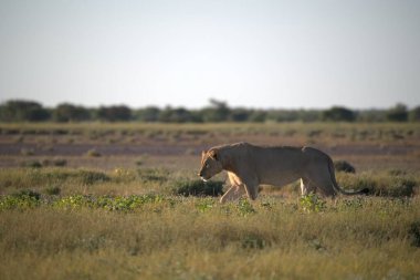 Afrika savanındaki aslan.