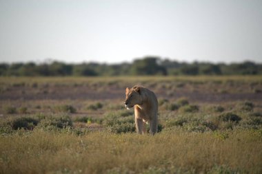 Afrika 'nın bozkırındaki aslan