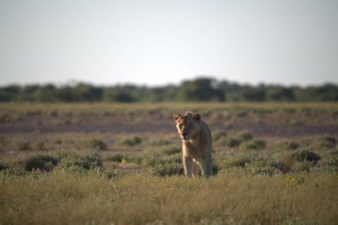 lion in the wild savannah of africa