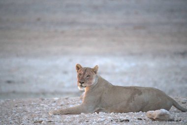 Kuru zeminde dişi aslan.