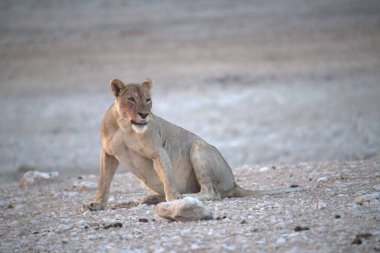 Namibya çölünde aslan yavrusu