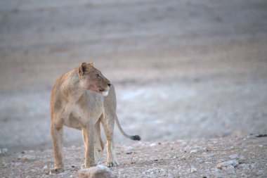 Kumda beyaz bir aslanın güzel bir görüntüsü.