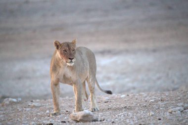 Çöldeki güzel beyaz bir aslanın yakın plan fotoğrafı.